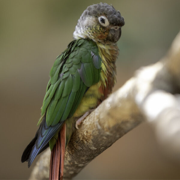 Should I Be Worried About the Bald Spot on My Older Conure?