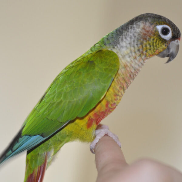 How Do I Make Moving the Birdcage Less Stressful for My Conure?