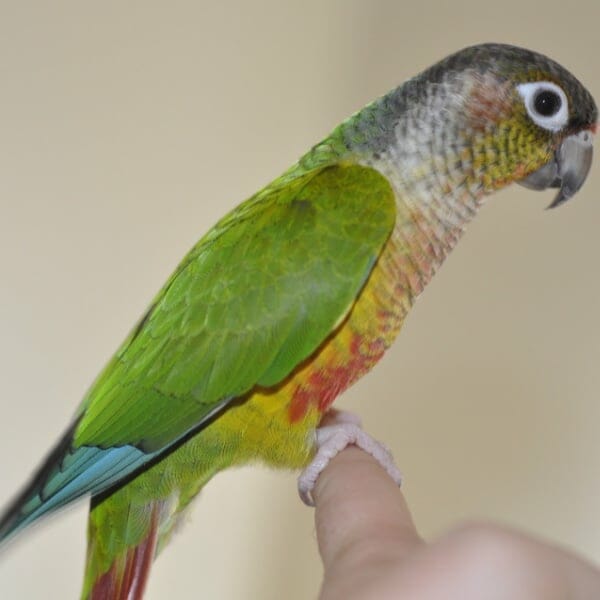 Why Are My Green Cheek Conures Feathers Not Replacing Fully?