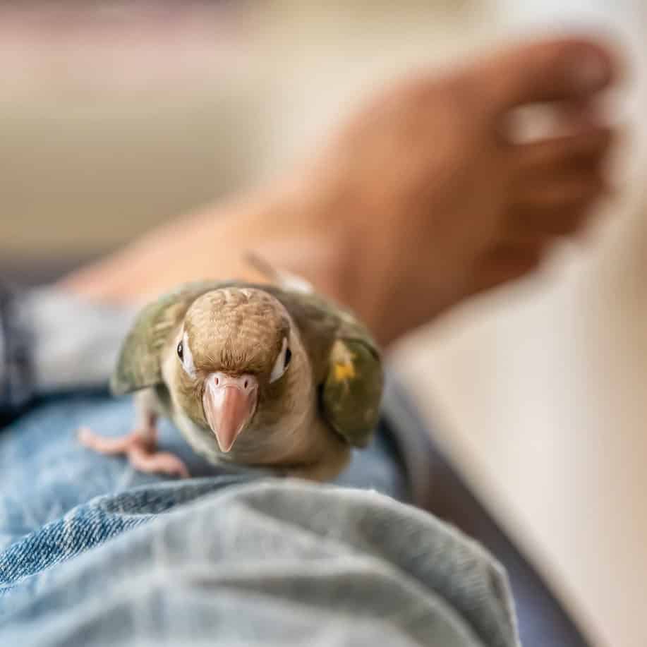 What Captivity Does to Stress Pet Birds: Understanding the Impact