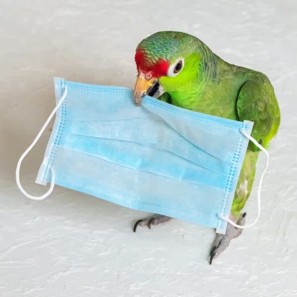 Red fronted Amazon parrot with surgical mask in beak against a plain background
