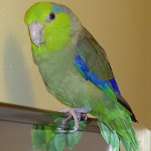 Green rumped parrotlet
