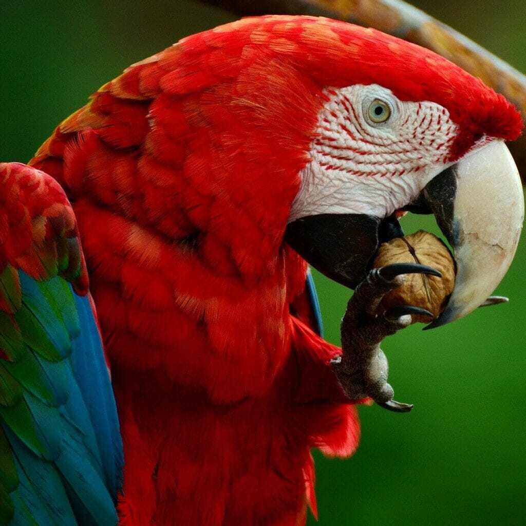 best macaw food