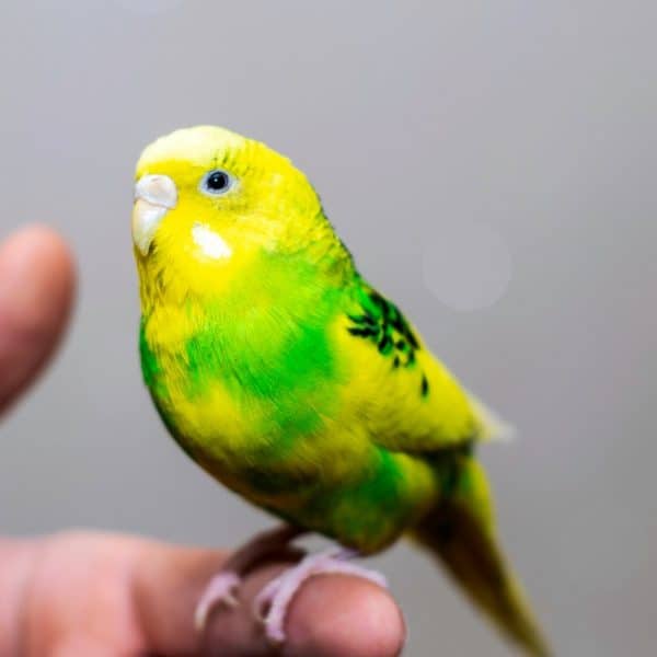 Green and yellow budgie on human finger