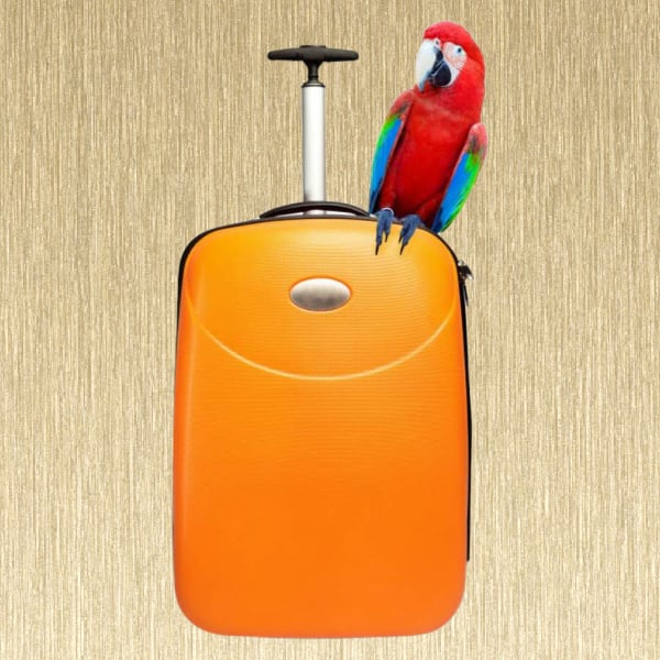 Traveling Birds