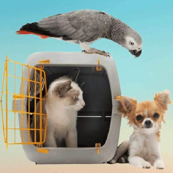 How Do I Re-purpose A Dog Crate For My African Grey?