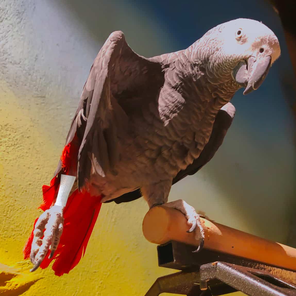 How She Cared For Her African Greys Fractured Leg Bone