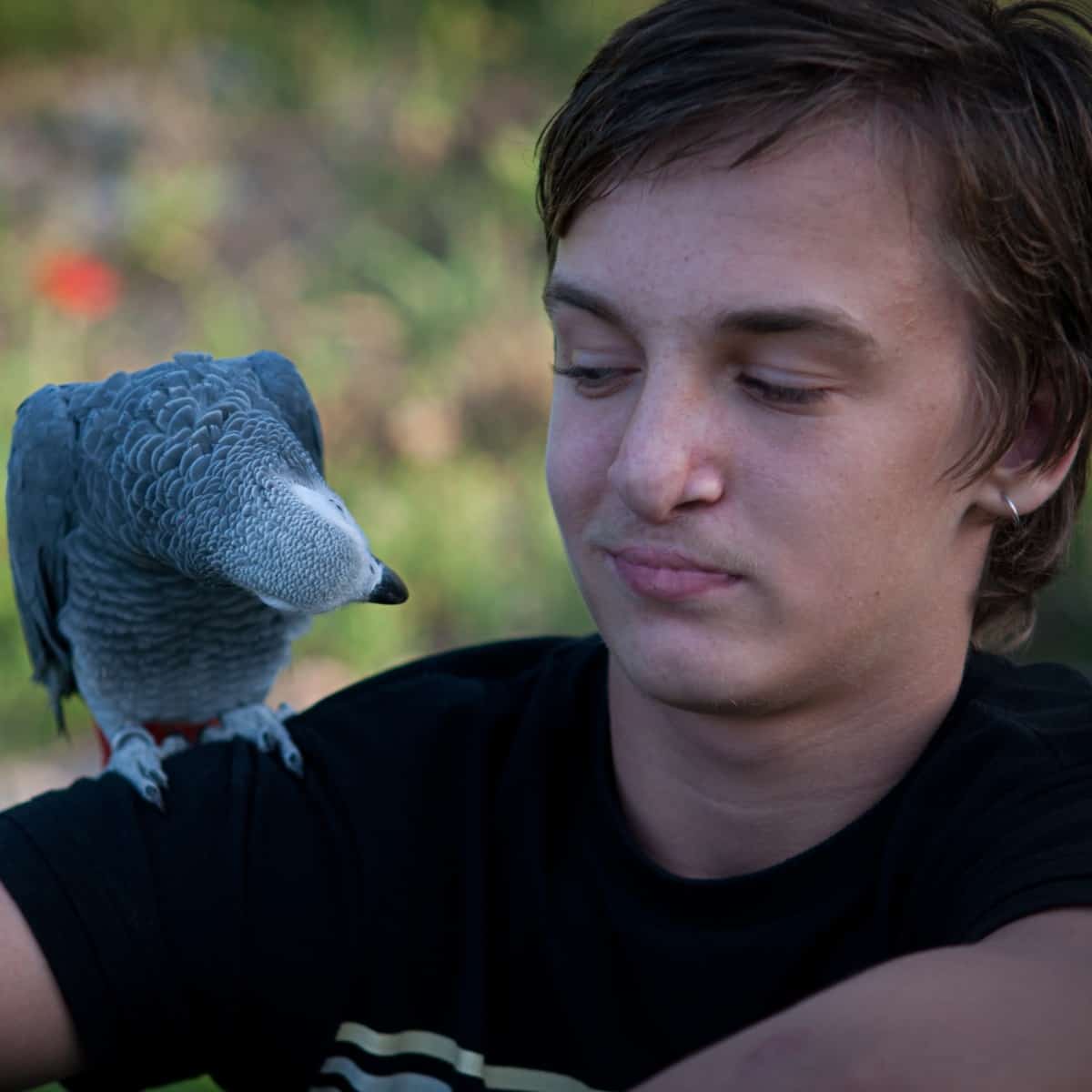 A Beginner s Guide And Expert s Reminder To Pet Bird Care Windy City 