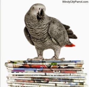 Is Newspaper Print Safe for My Bird?