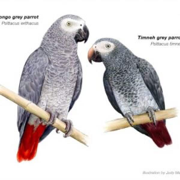 The Ultimate Guide To How are African Grey Parrots to Keep as Pets