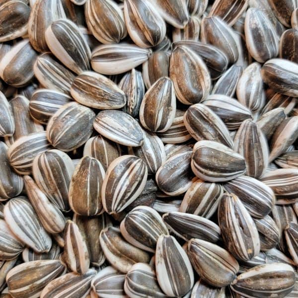 Volkman seed factory grey stripe sunflower seeds 12 oz bulk zip bag