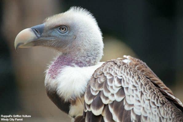 griffon rupells vulture