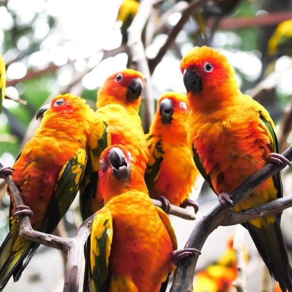 Small flock of sun conures