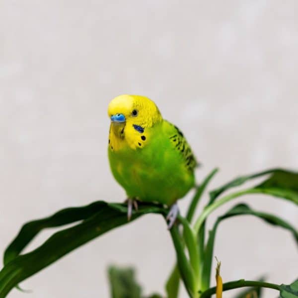 Getting My Budgie to Accept a New Grooming Perch