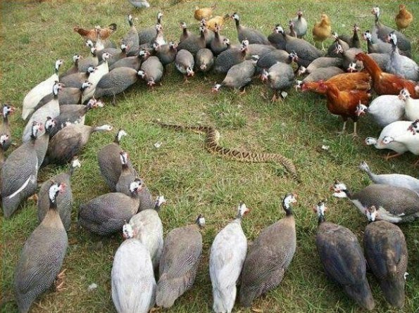 guinea fowl surrounding a large snake