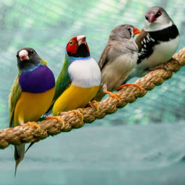 4 finches perched on a this rope
