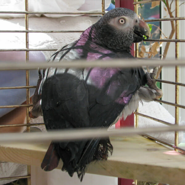 Handicapped African grey parrot on flat perch inside birdcage