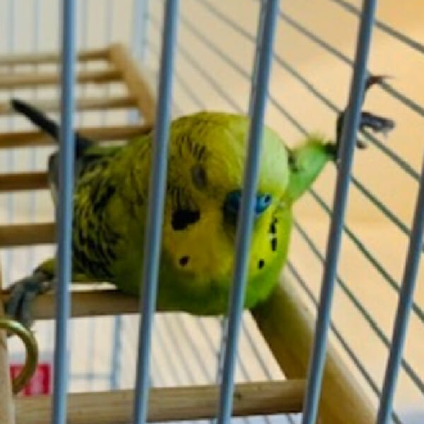 How Does This Budgie Not Know He Is Handicapped?