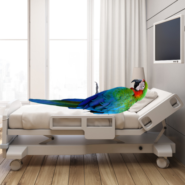 What Factors Affect the Lifespan of Parrots?