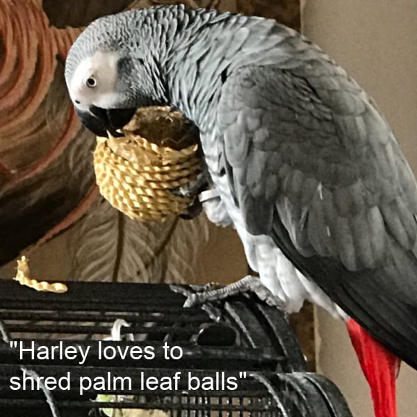 Congo African Grey parrot on top of birdcage foraging on palm leaf ball