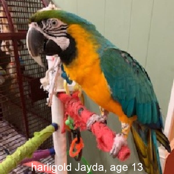  harligold macaw parrot named Jayda, age 13 with text