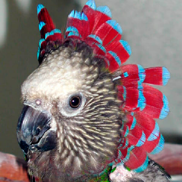 Hawk Head Parrot – Handicapped – Help