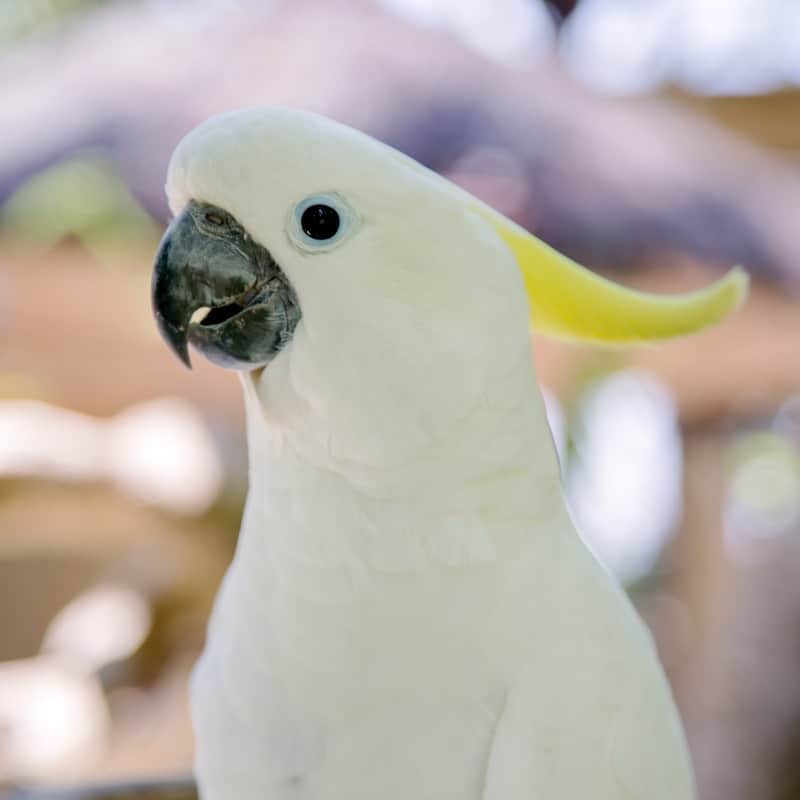 Will My Young Cockatoo Welcome An Older Macaw