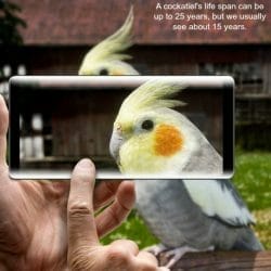 taking picture of cockatiel with smart phone
