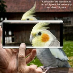 taking picture of cockatiel with smart phone
