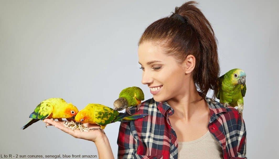 Why Can’t I get My Senegal Parrot to Eat Nutritionally Correct?