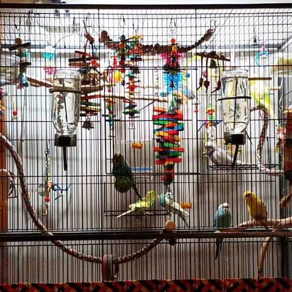 Perches + for cages