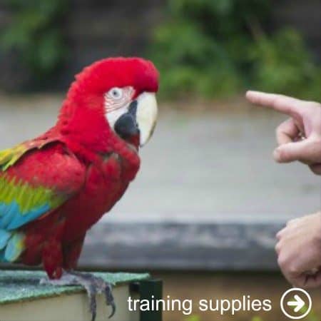 Man training a green wing macaw parrot