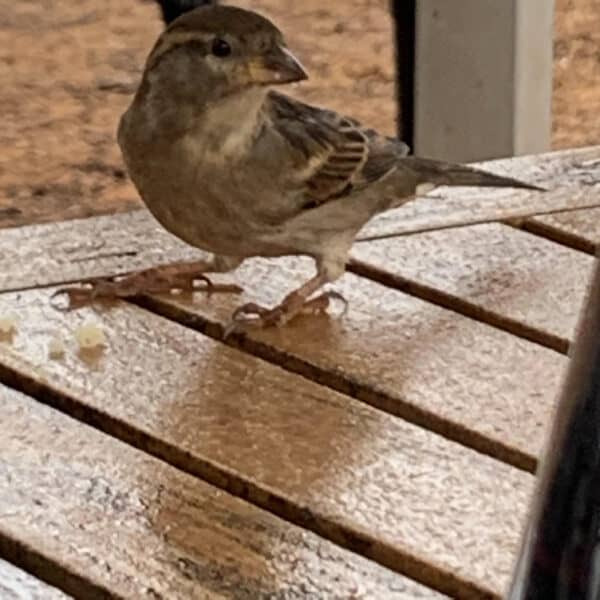 house-sparrow-600x600