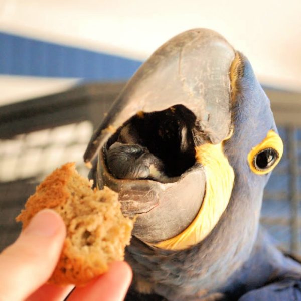 Hello I’m Looking for a Homemade Birdy Bread Recipe!
