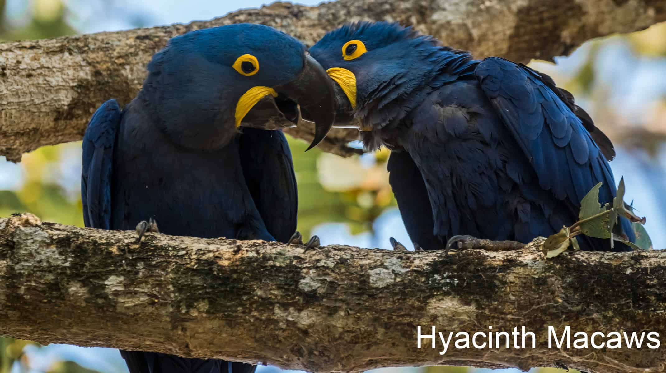 Hyacinth macaw couple beaking
