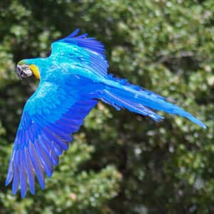 Can Small Birds Fly Higher Than Bigger Birds?