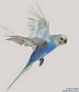 Why Captive Birds Don’t Need To Learn How To Fly