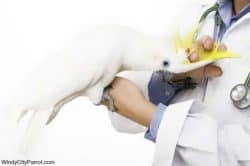 Avian veterinarian holding a sulfur crested cockatoo