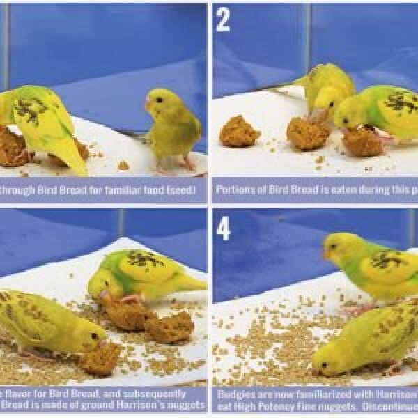 Quick Tips for Conversion to Harrison’s Bird Foods