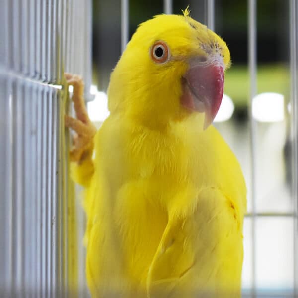 Proper Bird and Parrot Cage Placement