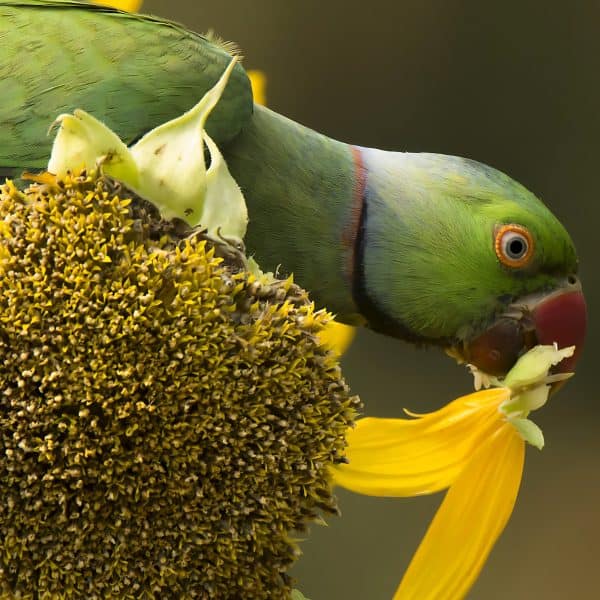 African ringneck eating yellow flower