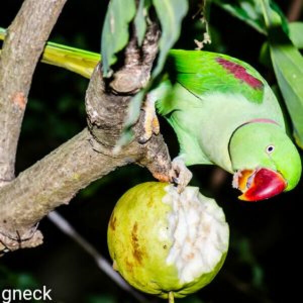 5 Answers To Questions Affecting A Parrots Domestic And Native Environments