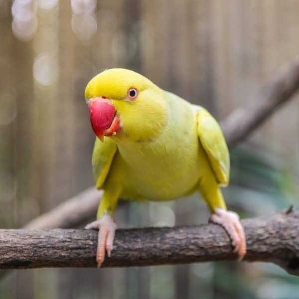 How Are Indian Ringneck Parrots as Pets?
