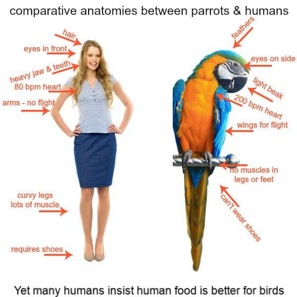 infographic anatomical comparison parrot vs human