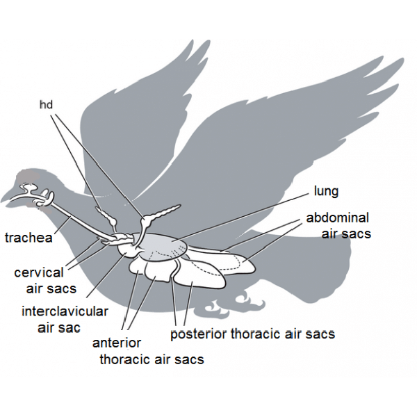 Avian Respiration Diseases