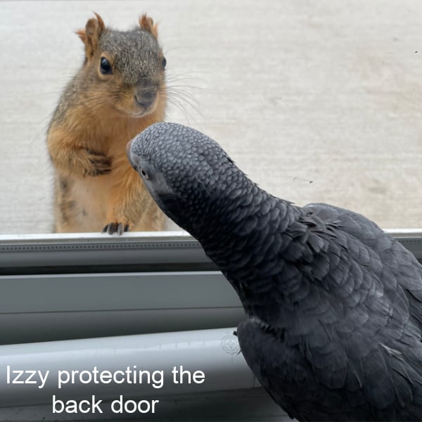 African grey inside looking at a close squirrel through sliding glass door