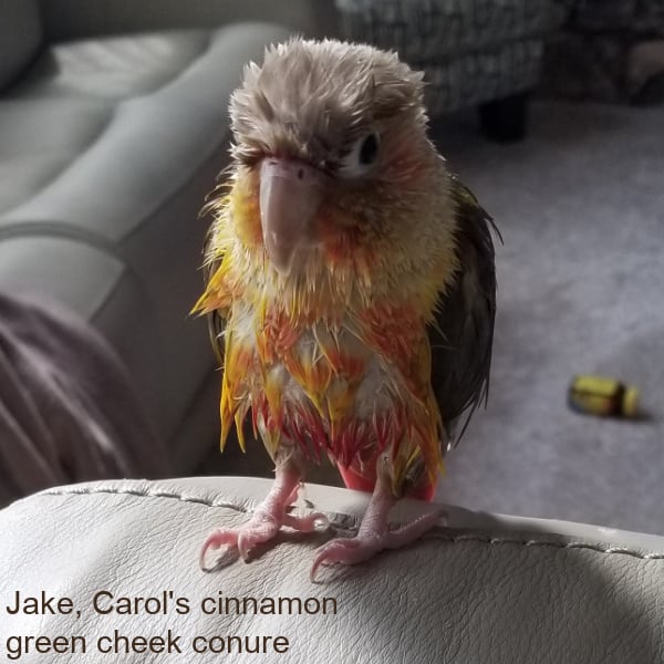 Wet cinnamon green cheek conure