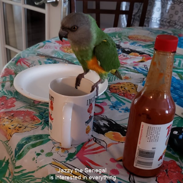 Senegal parrot on coffee cup rim next to bottle of hot sauce on kitchen table with parrot themed table cloth