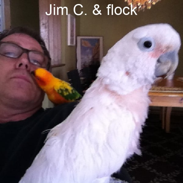 Corella cockatoo and sun conure with pet parent Jim C.