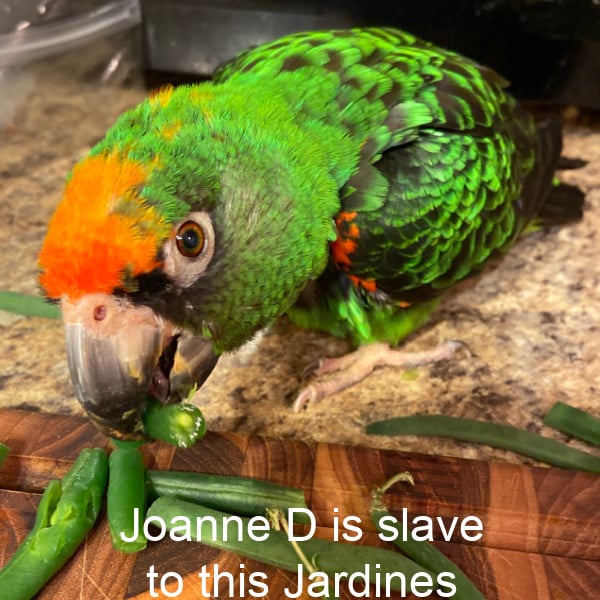 Jardines parrot eating string beans